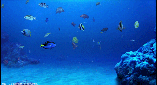 Vibrant tropical coral reef and marine life in Andaman