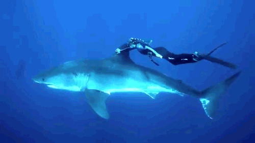 PADI scuba diving at Havelock Island Andaman