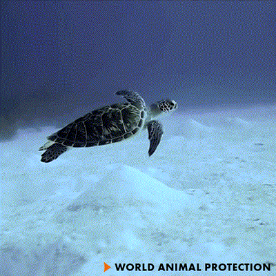 Sea turtle swimming in clear waters of Andaman Islands